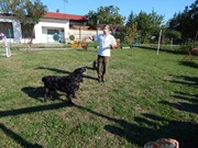 Sorbon - pes fotbalista